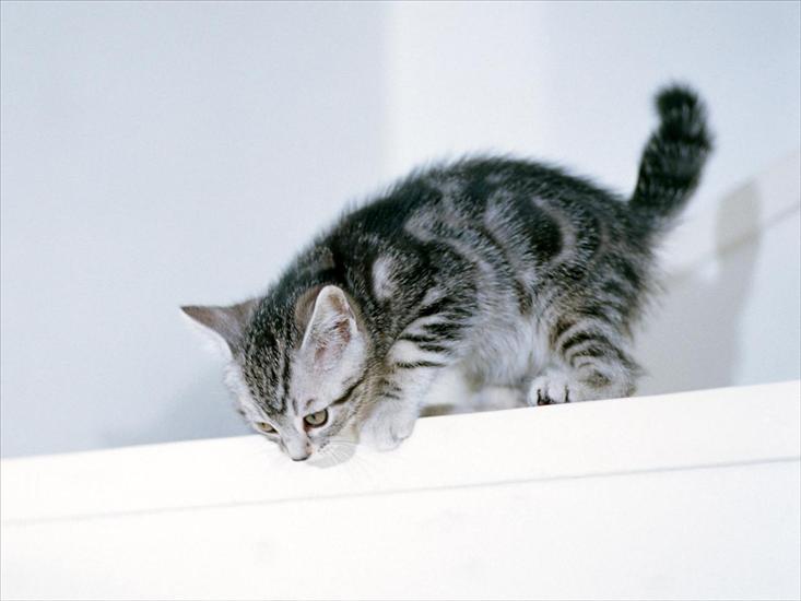 Małe Kotki - Male kotki 11.jpg