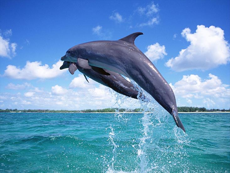 Zwierzęta - 2 Dolphins Leaping.jpg