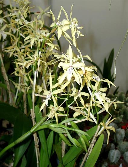 Orchide i Storczyki - w39.jpg