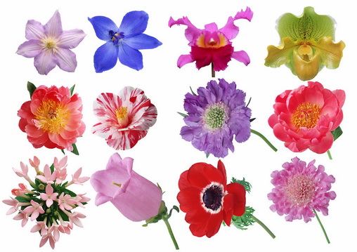 Kwiaty-szblony Flowers - templates - 7.jpg
