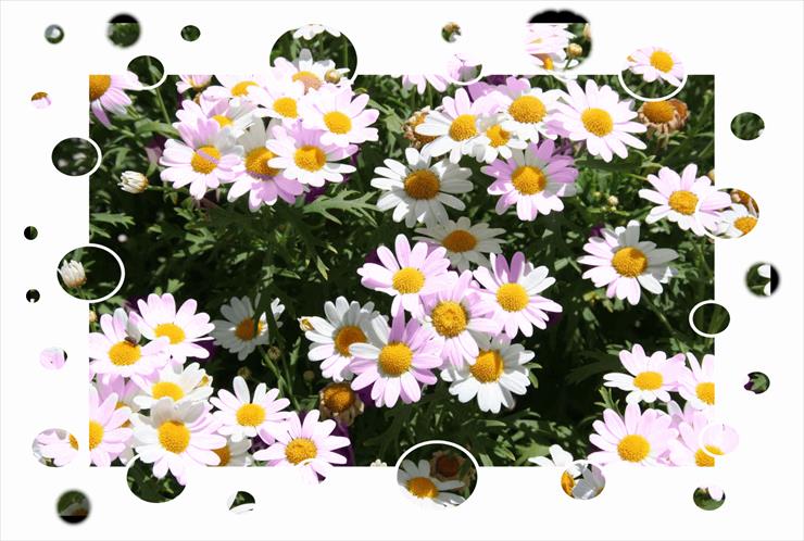 Stokrotki margaretki - Flowers_daisies.gif