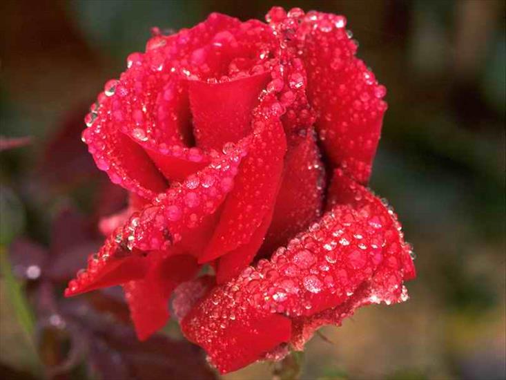 Róże - czerwona roza.jpg