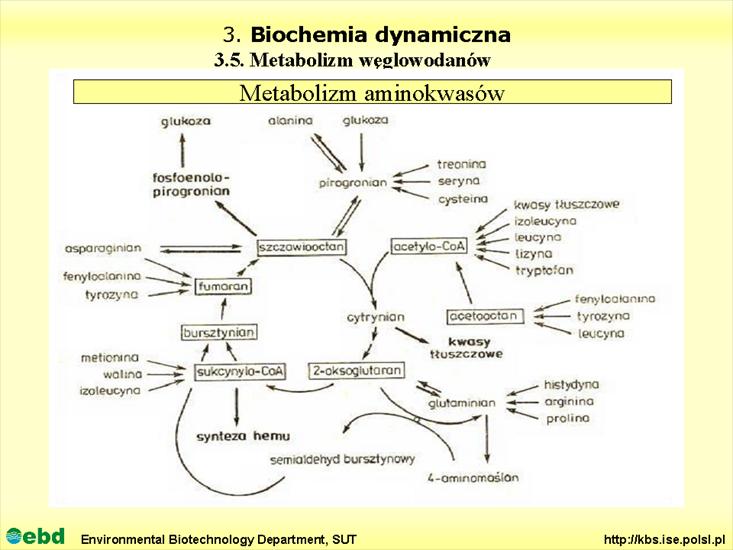 BIOCHEMIA 4- metabolizm tł, cukr, amino, Krebs - Slajd18.TIF