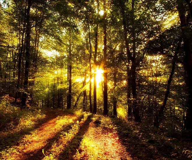 960x800 - Forest Sunlight.jpg