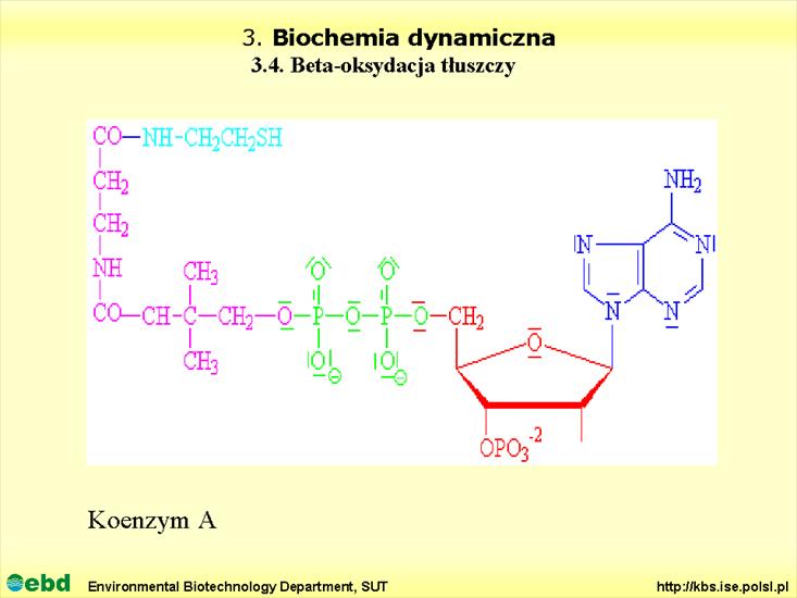 BIOCHEMIA 4- metabolizm tł, cukr, amino, Krebs - Slajd04.TIF