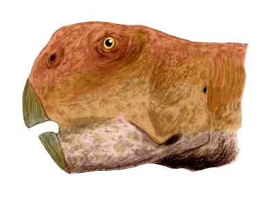 p - Psittacosaurus_neimongoliensis_BW.jpg