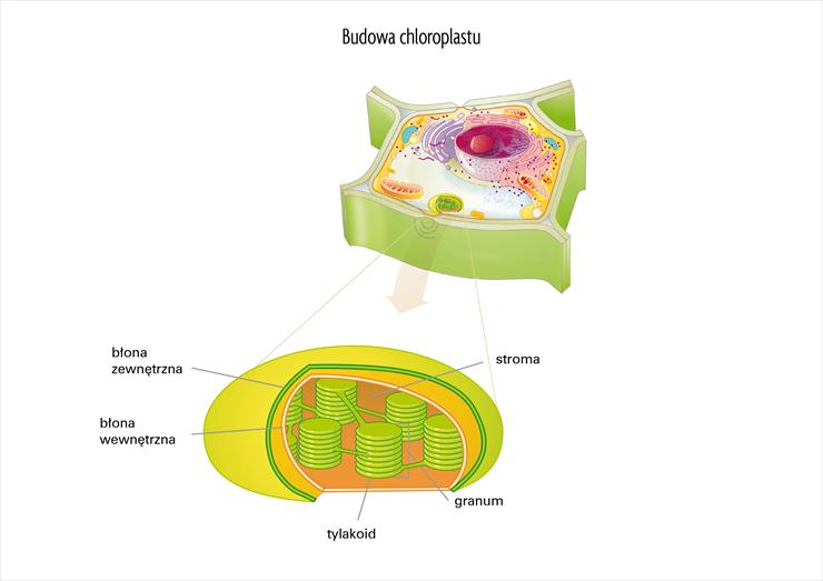 Foliogramy i tabele - Budowa chloroplastu .jpg