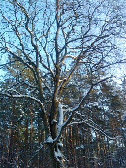 gify drzewa - MOJE ZDJĘCIA 268.jpg