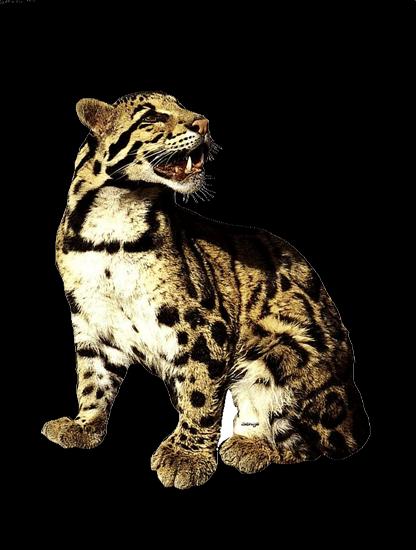 Senga - Leopard1.gif
