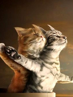 Maleńkie gify - Titanic_Cats.jpg