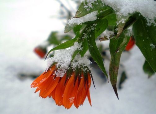  Kwiaty w Śniegu -  0961 .jpg