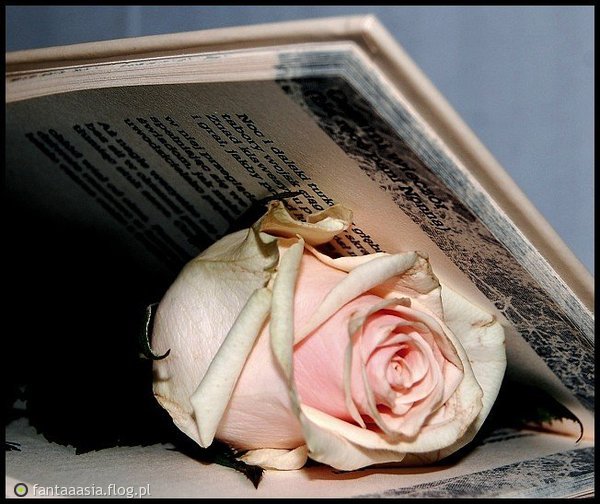 róze i książki - 538452_na-swiecie-gdzie-nikt-nie-kocha-roz.jpg