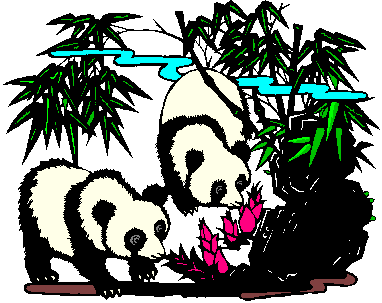 Pandas - 33.gif
