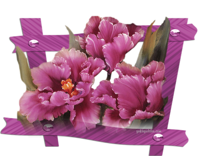 -Gify Kwiatki - frame01111.png