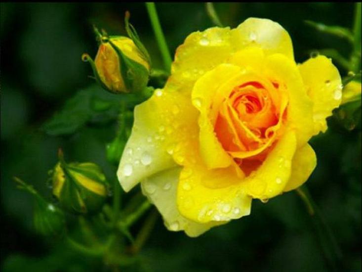 żółte róże - roze2 137.jpg