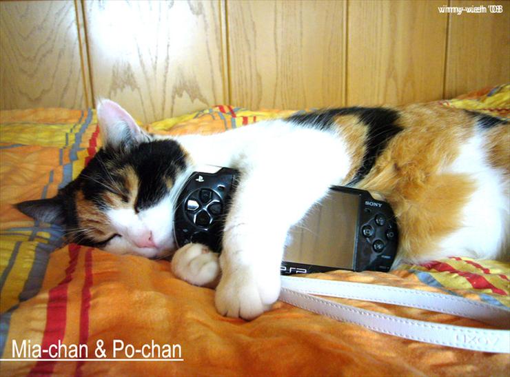 Koty - śmieszne - my_cat_and_my_PSP_by_vinny_vieh.jpg