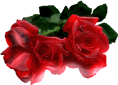 róże czerwone - róża w rosie.gif
