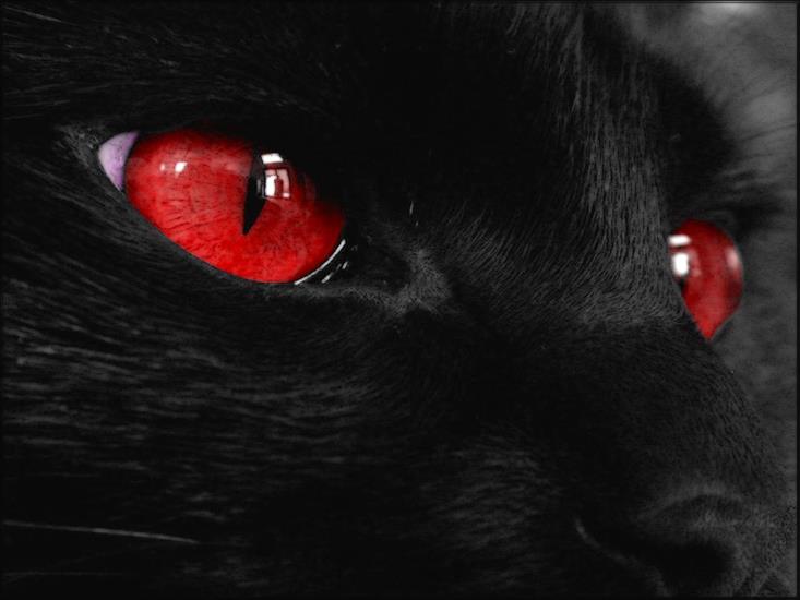 Tapety - Black_Cat_5_by_welshdragon.jpg
