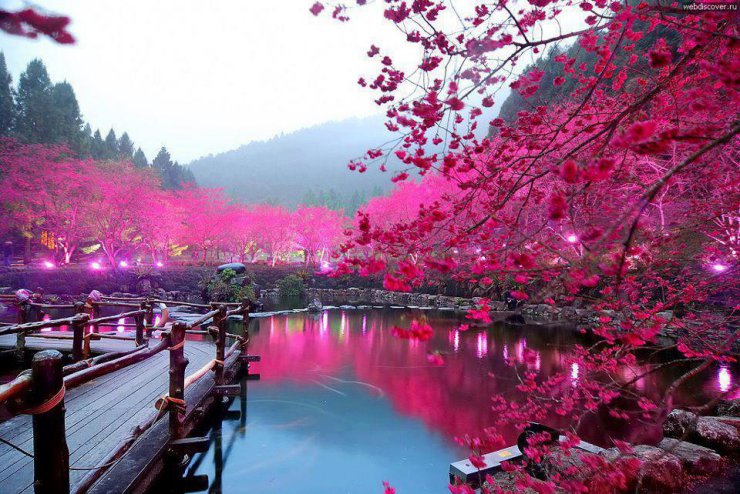 OGRODY - Sakura -Jpan Garden.jpg
