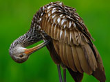 Rajskie ptaki - limpkin-preening_12639_160x120.jpg