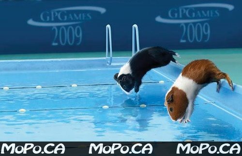 Obrazki - swimming-hamster-742996.jpg