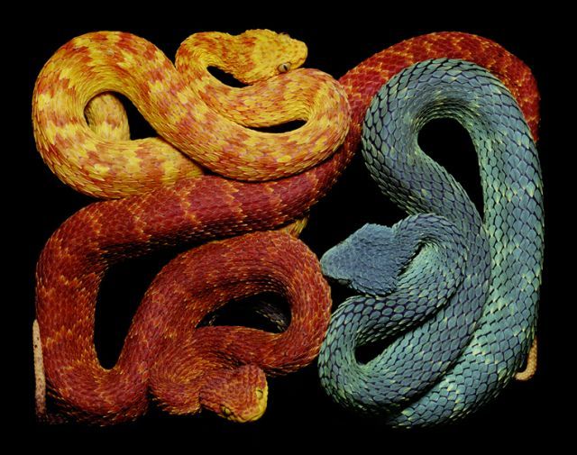 węże - snake_art_23.jpg