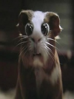 egonek - Funny_Hamster.jpg