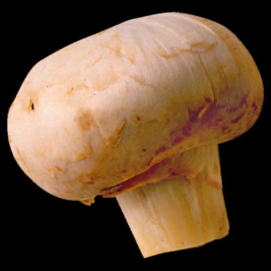 grzyby png - mushroom 1 copy.png