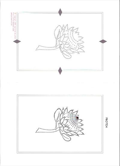kwiaty1 - protea 3.JPG