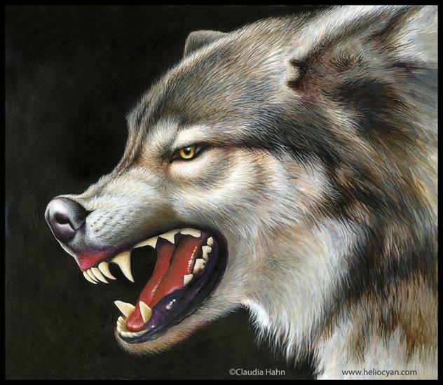 Wilcza Galeria - wolf_cover_by_heliocyan-d4hfv16.jpg