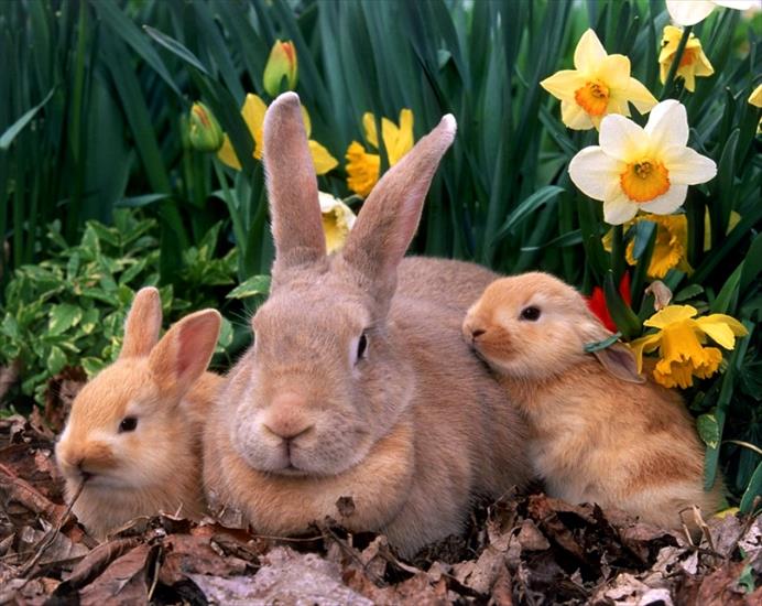 animals - króliki - mi.jpg