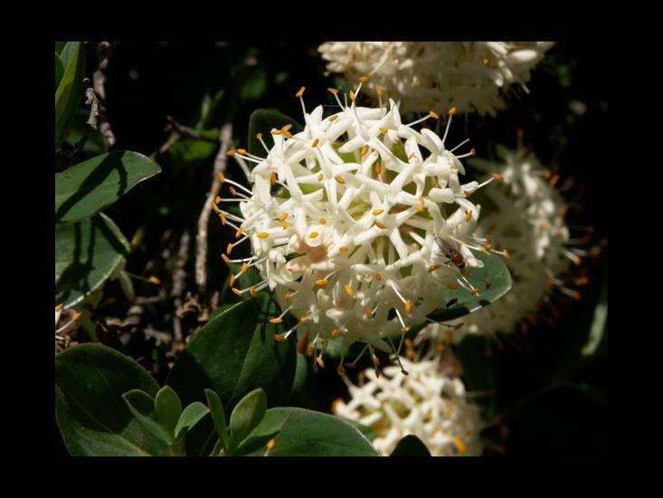 Kwiaty Australii - Slajd17.JPG