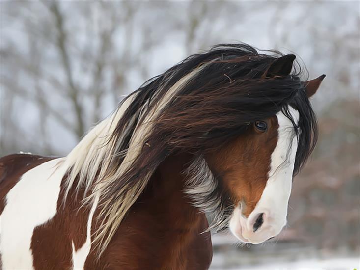Konie... dumne konie - Cute gypsy.jpg