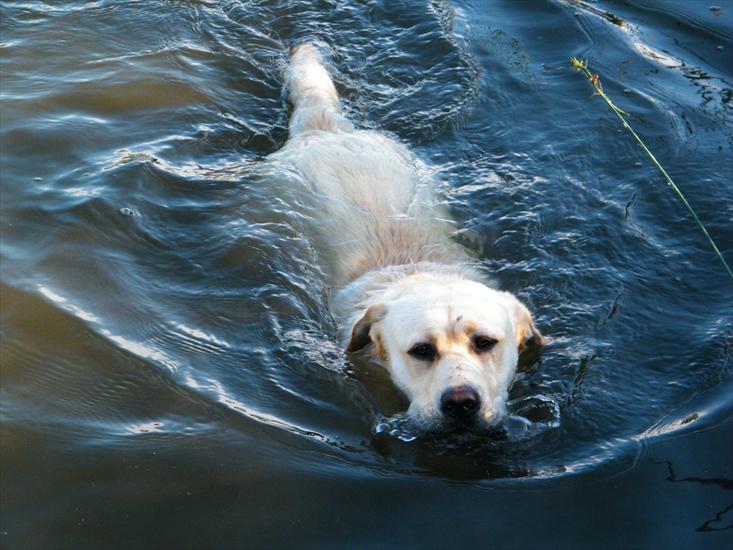Labrador - Pływam.JPG