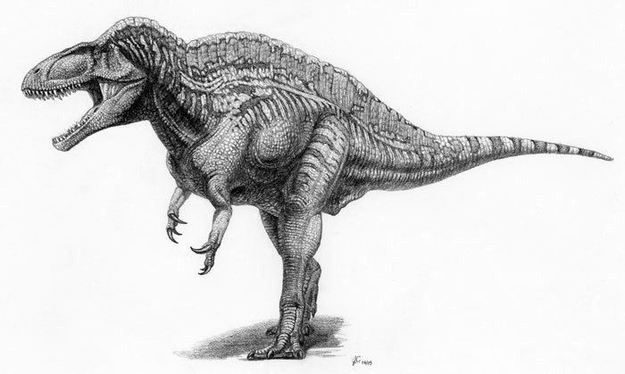 a - jcjcAcrocanthosaurus.jpg