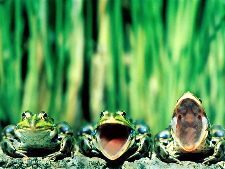 ŻABY - Frog Wallpaper 4.jpg