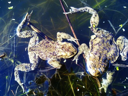 PŁAZY GADY ŚLIMAKI - frogs-1.JPG