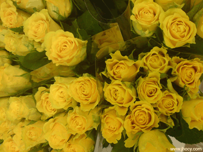  RÓŻNE 5 - yellow roses.gif