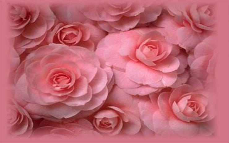 Róże - Roze_52.jpg