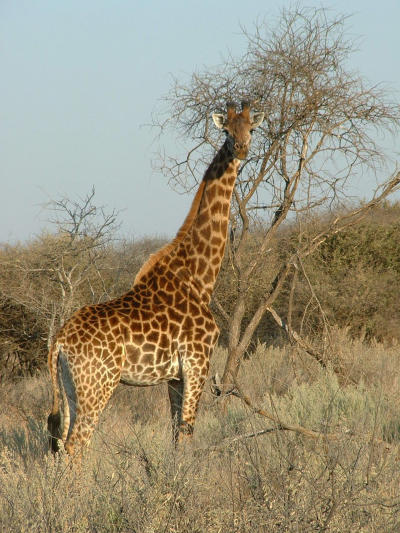 ZYRAFY - giraffe1.jpg
