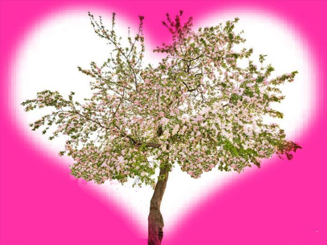 gifki i jpg-rozne - serce i drzewo.PNG