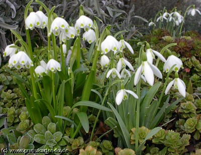 zachomikowane - blume-schneeglockchen.jpg