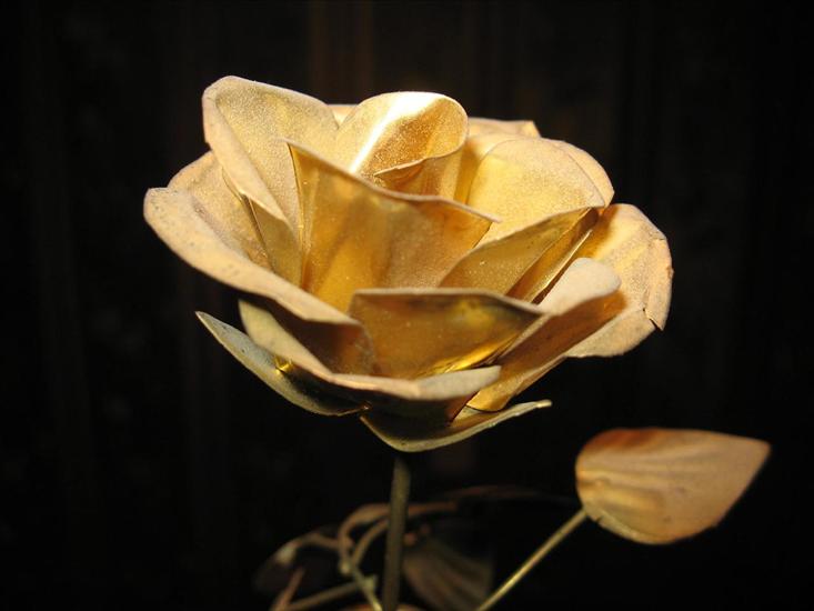 tylko róże - Rose-102.jpg