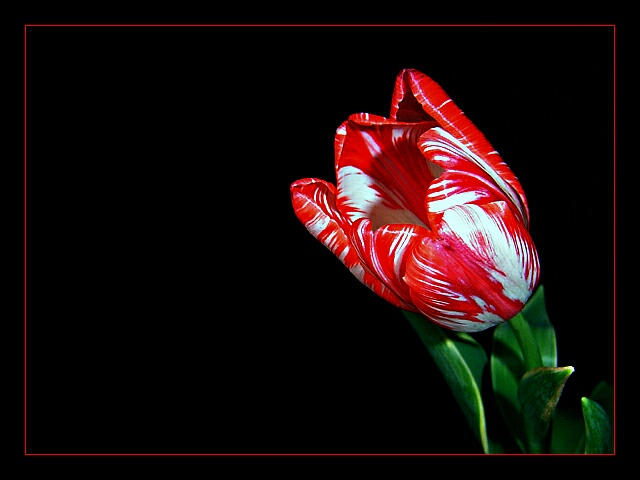 Tulipany - 272297.jpg