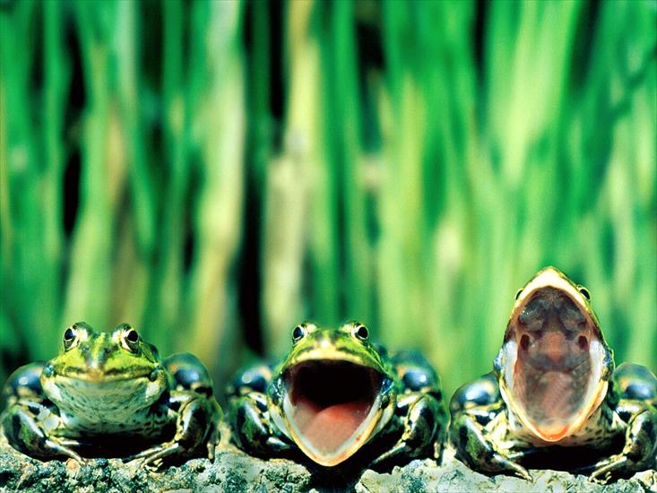 Kolorowe żaby - Frog Wallpaper 4.jpg
