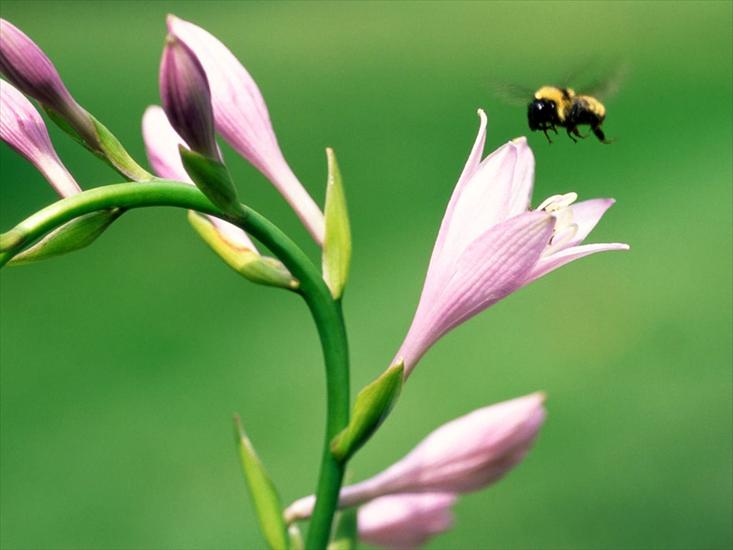  KWIATY - hosta_and_bumblebee.jpg