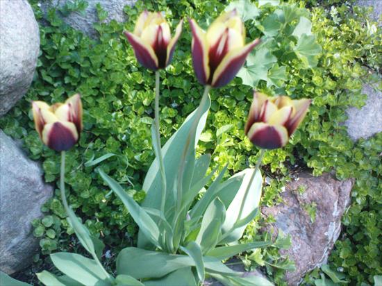 tulipany - ChomikImageCA222HMB.jpg