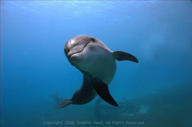 kochane delfiny - hjk.jpg