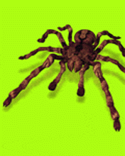 Zwierzęta - spider_dance.gif