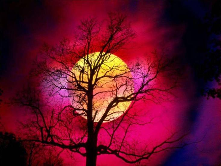Drzewa,las - 265 Słońce zachód.JPG
